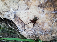 Phyxelididae