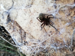 Phyxelididae