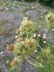 Cirsium parryi