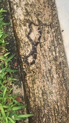 Leptodeira nigrofasciata