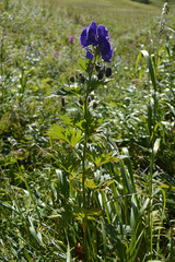 Aconitum maximum