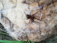 Phyxelididae