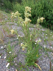 Cirsium parryi