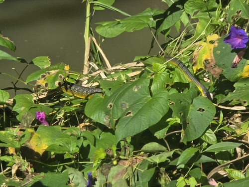Common Tree Snake sighting