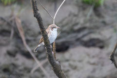 Ramsayornis modestus