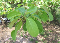 Terminalia bellirica