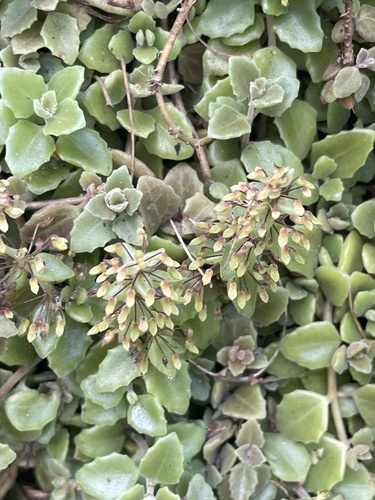 Coleus prostratus, 2025-03-13