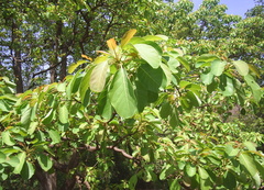 Terminalia bellirica