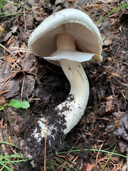 Agaricus didymus