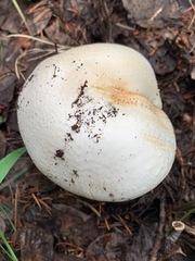 Agaricus didymus