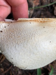 Agaricus didymus