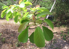 Terminalia bellirica