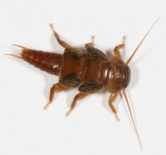 Roachlike Stoneflies