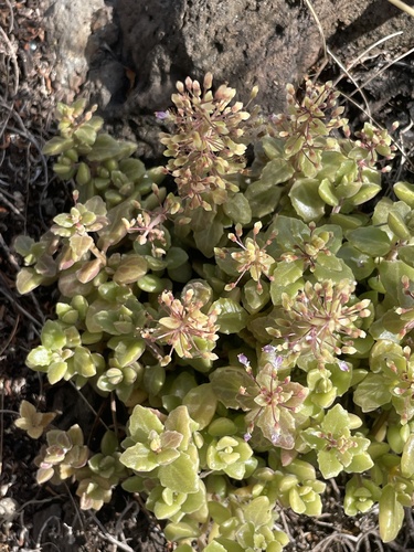 Coleus prostratus, 2025-03-13