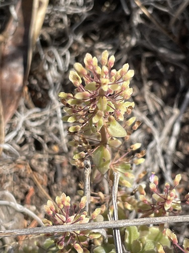 Foto de Dinheiro-em-penca