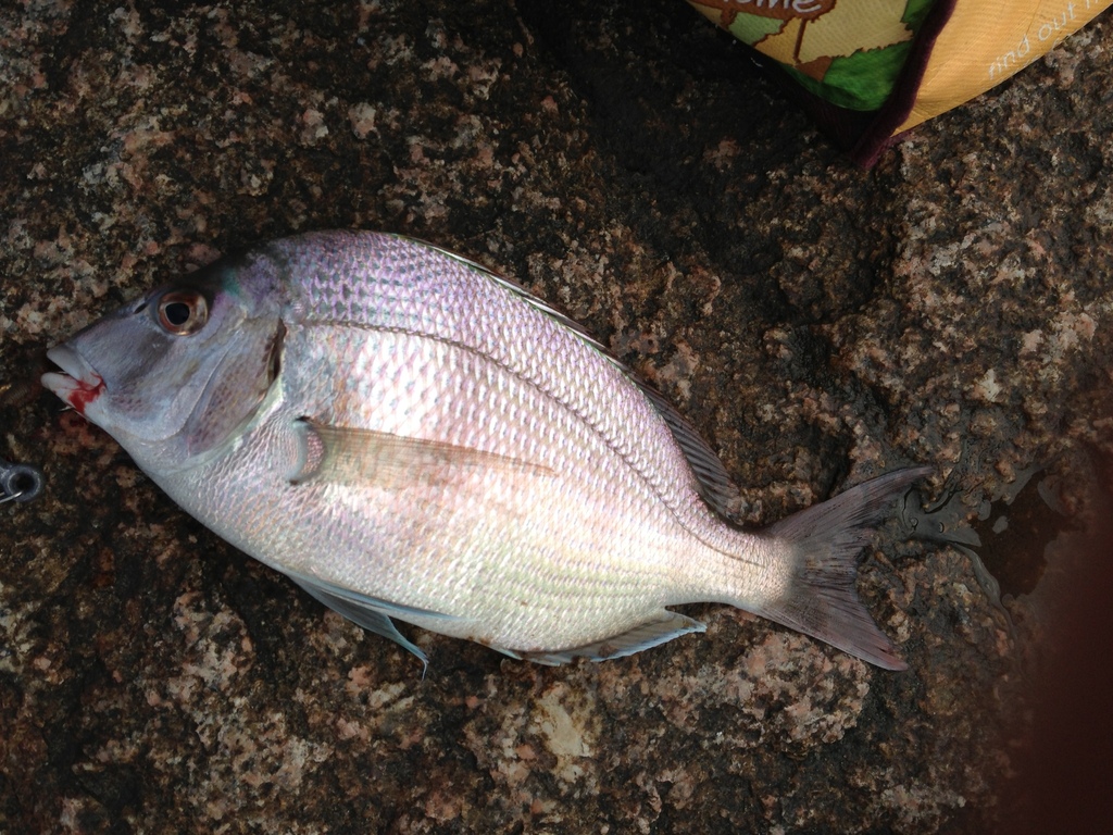 Scup (Fish at Gateway National Recreation Area) · iNaturalist
