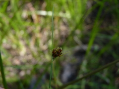 Rhynchospora debilis