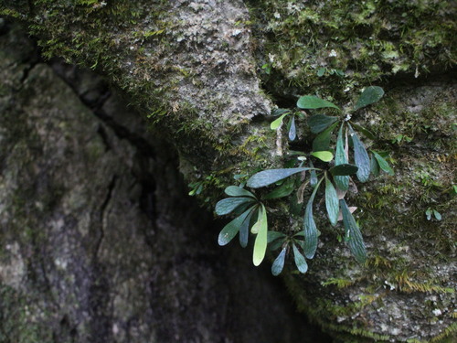 Antrophyum reticulatum observed 2025-01-21