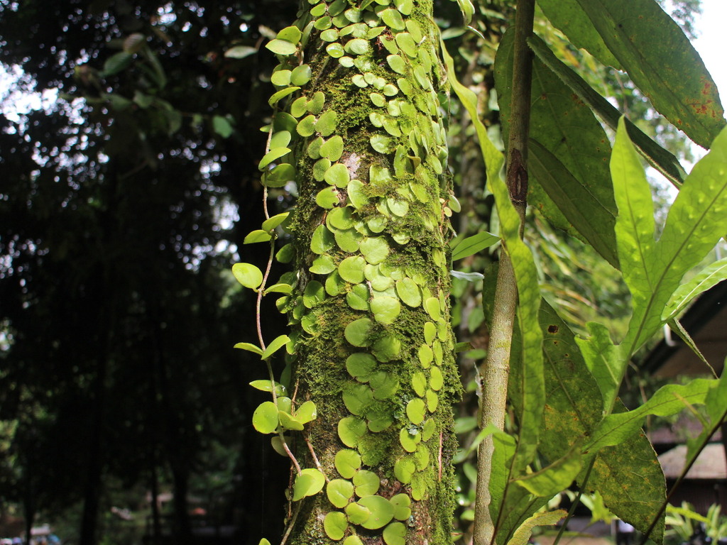 Fougère bouton rampante (Pyrrosia nummulariifolia (Sw.) Ching)
