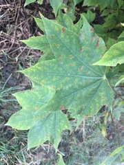 Acer cappadocicum