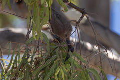 Philemon buceroides