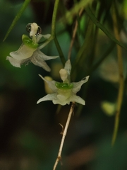 (c) Johann Macedo, some rights reserved (CC BY) Phymatidium falcifolium, photograph (c) Johann Macedo, some rights reserved (CC BY)