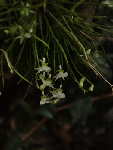 Phymatidium falcifolium, photograph 4