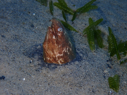 Guinese slangaal (Callechelys guineensis) — Ophichthidae — 4