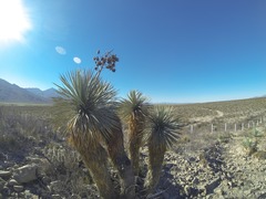 Yucca rostrata
