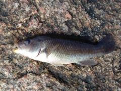 Tautogolabrus adspersus