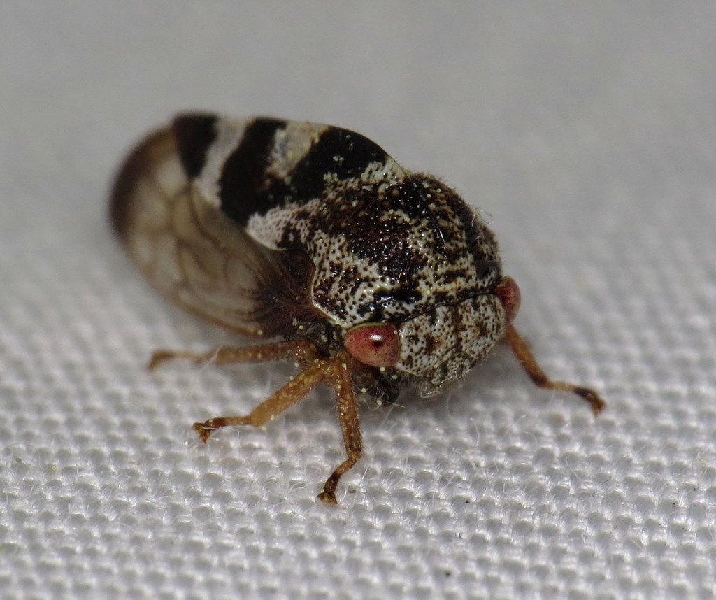 Cyrtolobus vau