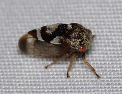 Cyrtolobus vau