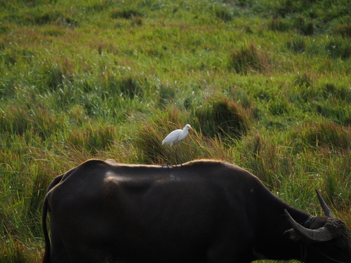 Eastern Cattle-Egret