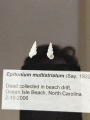 Many-ribbed wentletrap
