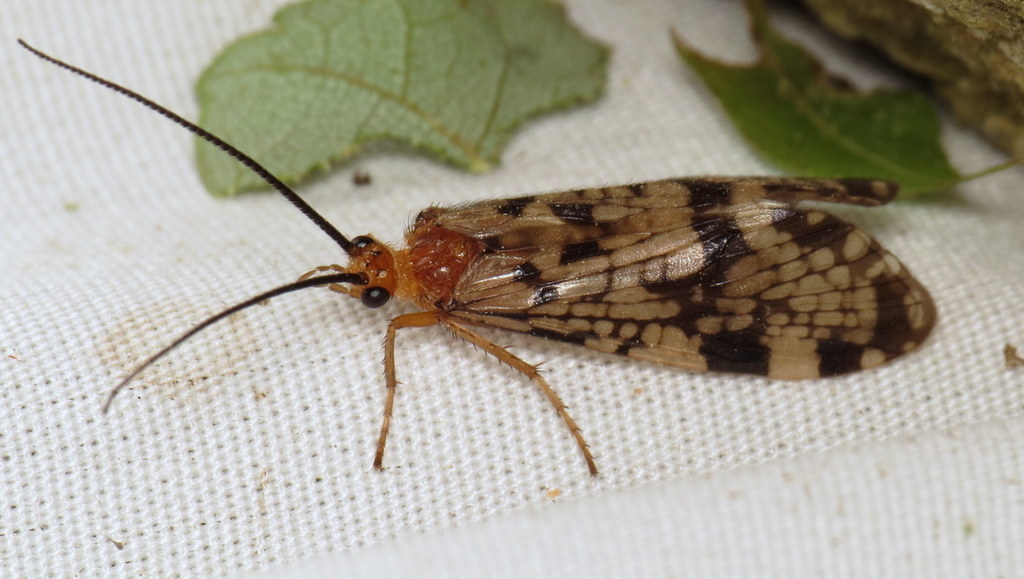 Laughing Giant Caddisfly