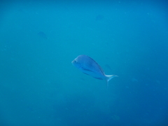 Chrysoblephus puniceus