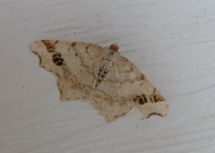 Macaria notata