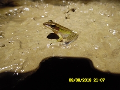 Chalcorana parvaccola