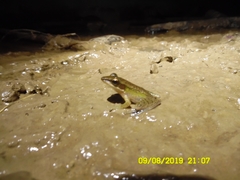 Chalcorana parvaccola