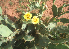 Opuntia stricta