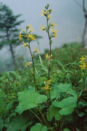 Ligularia kaialpina iNat (3)