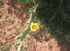 Opuntia stricta
