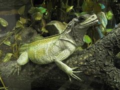 Weber's Sailfin Lizard photo 2