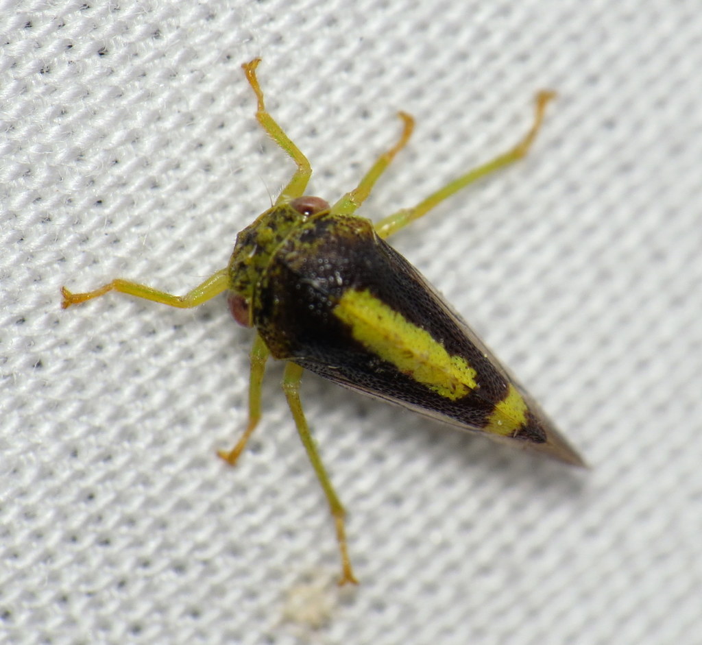 Atymna querci
