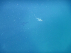 Trachinotus