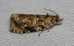 Olethreutes olivaceana