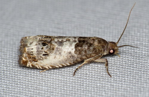Doubleday's Notocelia Moth photo 5