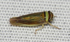 Colladonus brunneus