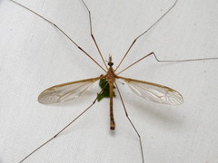 Tipula jacobus