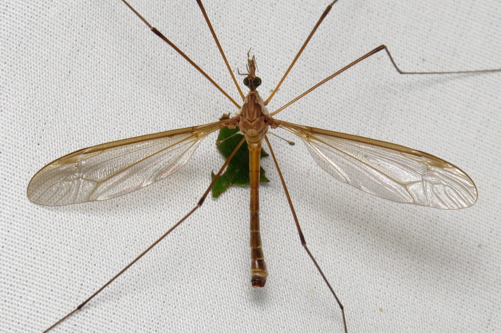 Tipula jacobus